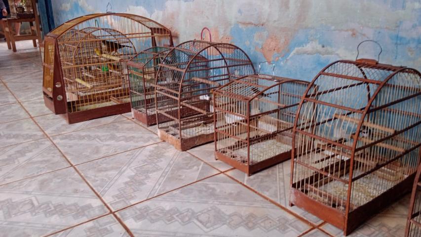 Pássaros apreendidos nas gaiolas