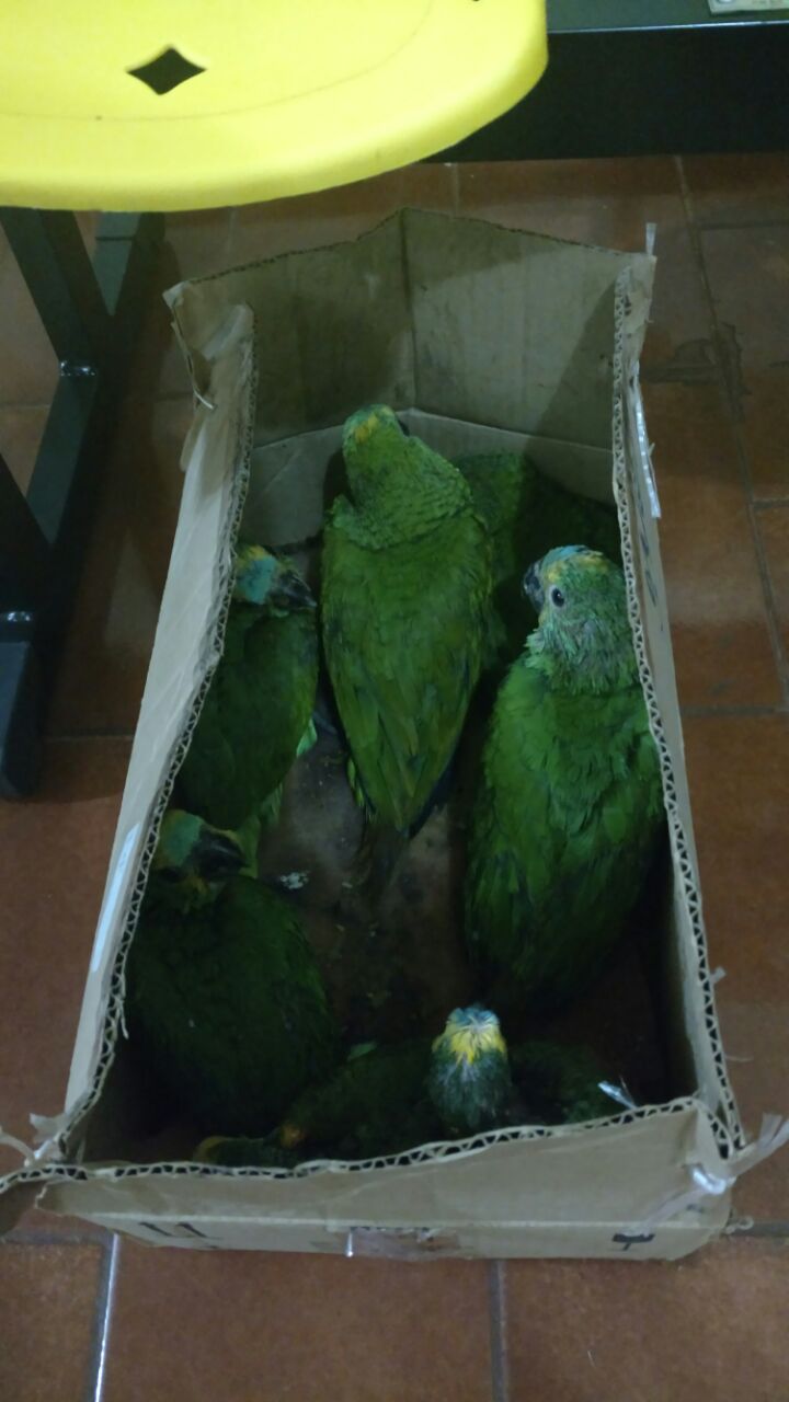 No fim da noite de sexta-feira (27), policiais militares do BPFron apreenderam sete filhotes de papagaio em abordagem durante patrulhamento na cidade de Palotina – PR.