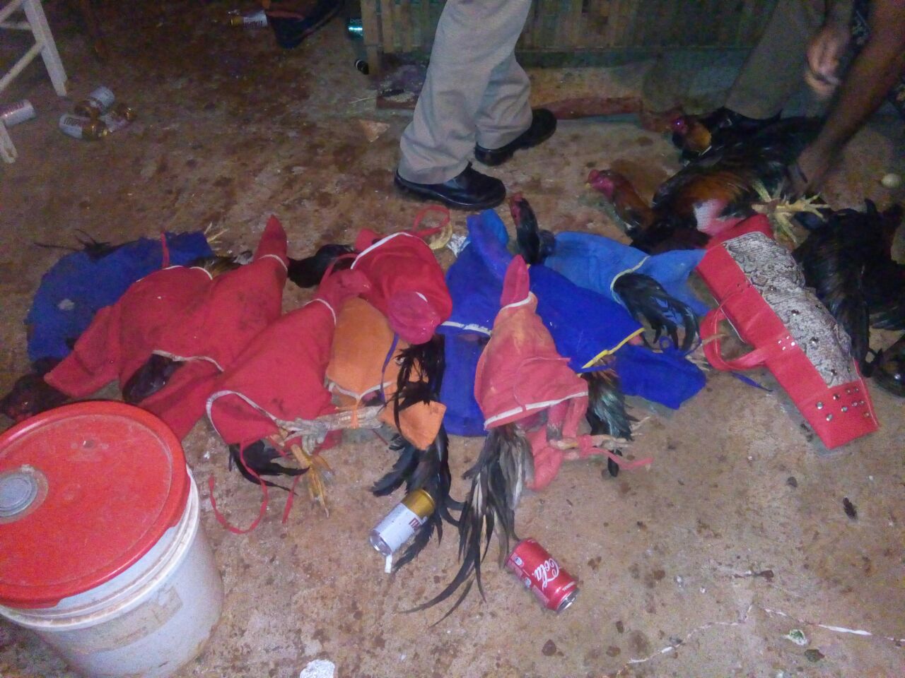 Na madrugada de sábado (28) policiais militares do 21º Batalhão desarticularam uma competição envolvendo briga de galos.