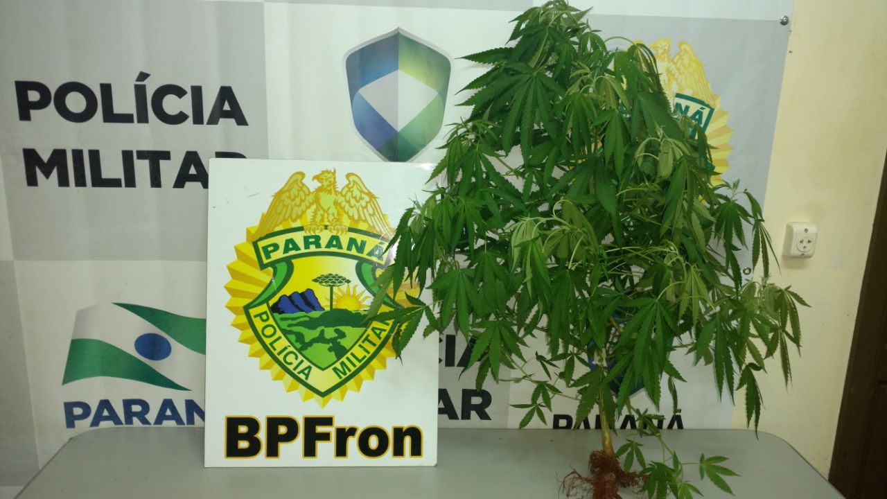 Na noite de sábado (11), durante patrulhamento em Guaíra-Pr policiais do BPFron apreenderam 204 pedras de substância análoga a crack