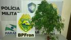 Na noite de sábado (11), durante patrulhamento em Guaíra-Pr policiais do BPFron apreenderam 204 pedras de substância análoga a crack 