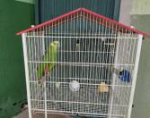 Aves presas em gaiolas, em situação de maus-tratos.