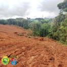 Denúncia recebida via Disque-Denúncia 181 resulta em autuação por infração ambiental, no interior do Paraná, nas cidades de Imbituva e Palmeira