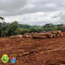 Denúncia recebida via Disque-Denúncia 181 resulta em autuação por infração ambiental, no interior do Paraná, nas cidades de Imbituva e Palmeira