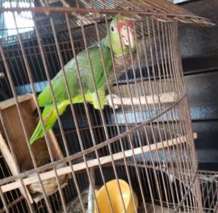 Imagem: Sesp/divulgação - Papagaio-de-Peito-Roxo ameaçado de extinção