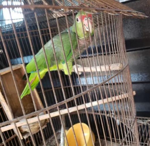 Imagem: Sesp/divulgação - Papagaio-de-Peito-Roxo ameaçado de extinção