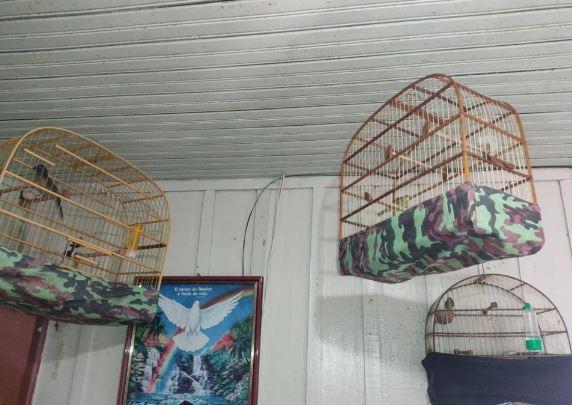 Aves presas em gaiolas, em situação de maus-tratos.