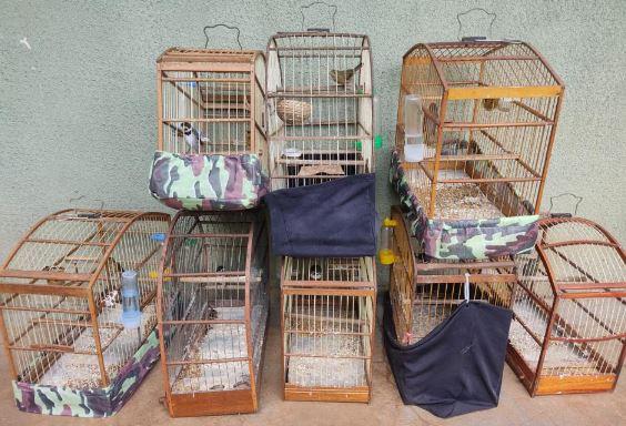 Aves presas em gaiolas, em situação de maus-tratos.