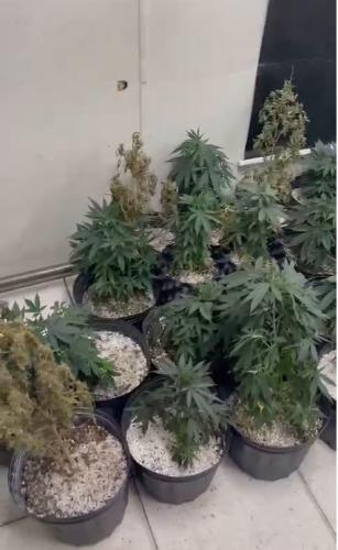 Pés de maconha apreendidos