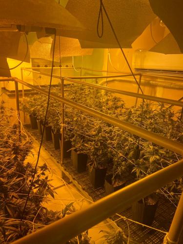 Denúncia via 181 leva polícia a apreender 400 pés de maconha e fechar laboratório de drogas em Curitiba - Foto: SESP