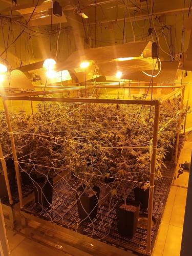 Denúncia via 181 leva polícia a apreender 400 pés de maconha e fechar laboratório de drogas em Curitiba - Foto: SESP