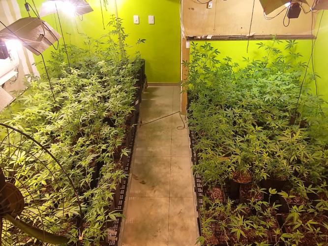 Denúncia via 181 leva polícia a apreender 400 pés de maconha e fechar laboratório de drogas em Curitiba - Foto: SESP