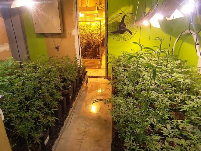 Denúncia via 181 leva polícia a apreender 400 pés de maconha e fechar laboratório de drogas em Curitiba - Foto: SESP