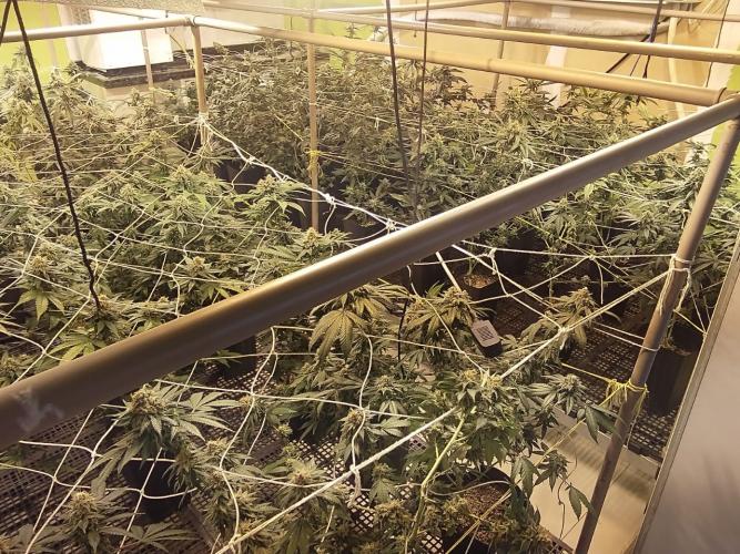 Denúncia via 181 leva polícia a apreender 400 pés de maconha e fechar laboratório de drogas em Curitiba - Foto: SESP