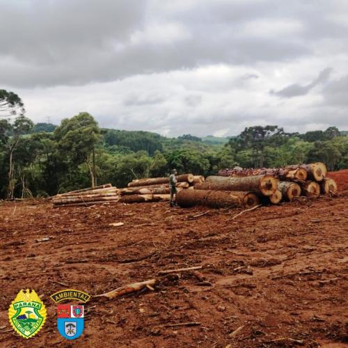 Denúncia recebida via Disque-Denúncia 181 resulta em autuação por infração ambiental, no interior do Paraná, nas cidades de Imbituva e Palmeira