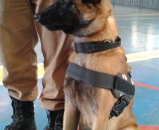 Primeiro cão policial do BPFron