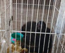 A equipe da BPAMB – Segunda Companhia de Polícia Ambiental, prendeu em Londrina, após uma denúncia de tráfico de animais recebida através do Disque Denúncia 181,