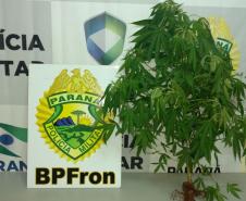 Na noite de sábado (11), durante patrulhamento em Guaíra-Pr policiais do BPFron apreenderam 204 pedras de substância análoga a crack 