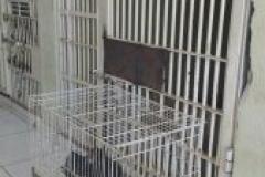 A equipe da BPAMB – Segunda Companhia de Polícia Ambiental, prendeu em Londrina, após uma denúncia de tráfico de animais recebida através do Disque Denúncia 181,
