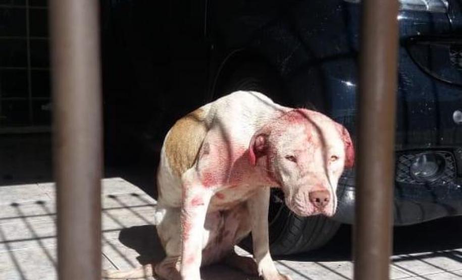 Paraná registra aumento de denúncias de maus-tratos contra animais domésticos em 2021