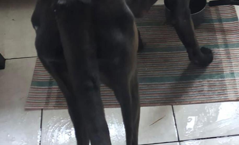 Paraná registra aumento de denúncias de maus-tratos contra animais domésticos em 2021