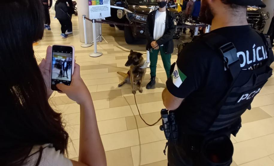 público interage com os cães