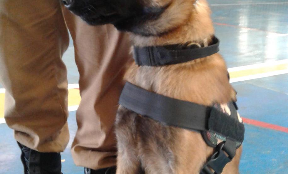 Primeiro cão policial do BPFron Primeiro cão policial do BPFron