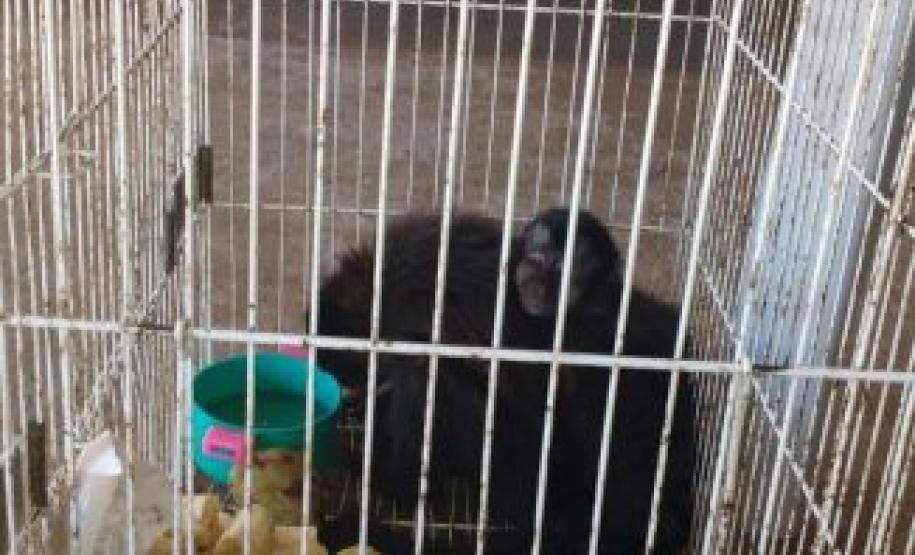 Após denúncia anônima, homem é preso em Londrina por tráfico de animais. A equipe da BPAMB – Segunda Companhia de Polícia Ambiental, prendeu em Londrina, após uma denúncia de tráfico de animais recebida através do Disque Denúncia 181,
