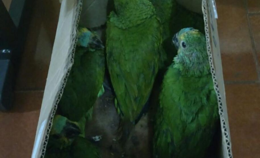 BPFron apreende sete filhotes de papagaio em veículo No fim da noite de sexta-feira (27), policiais militares do BPFron apreenderam sete filhotes de papagaio em abordagem durante patrulhamento na cidade de Palotina – PR.