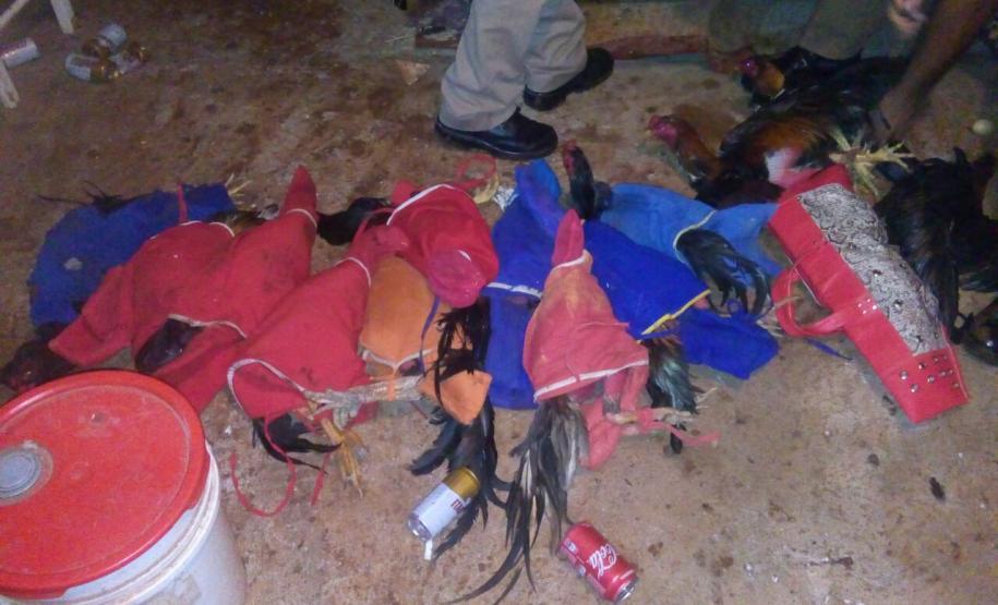 BPFron desarticula rinha de galo na cidade de Ampére - PR Na madrugada de sábado (28) policiais militares do 21º Batalhão desarticularam uma competição envolvendo briga de galos.