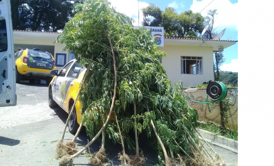 POLICIA MILITAR APREENDE 48 QUILOS DE MACONHA EM QUINTAL DE RESIDENCIA NA RMC PMPR