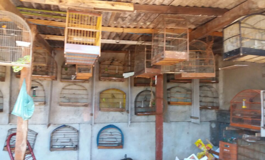 PÁSSAROS SILVESTRES MANTIDOS EM CATIVEIRO SÃO APREENDIDOS PELA PM EM CAMBÉ BPAmb-FV