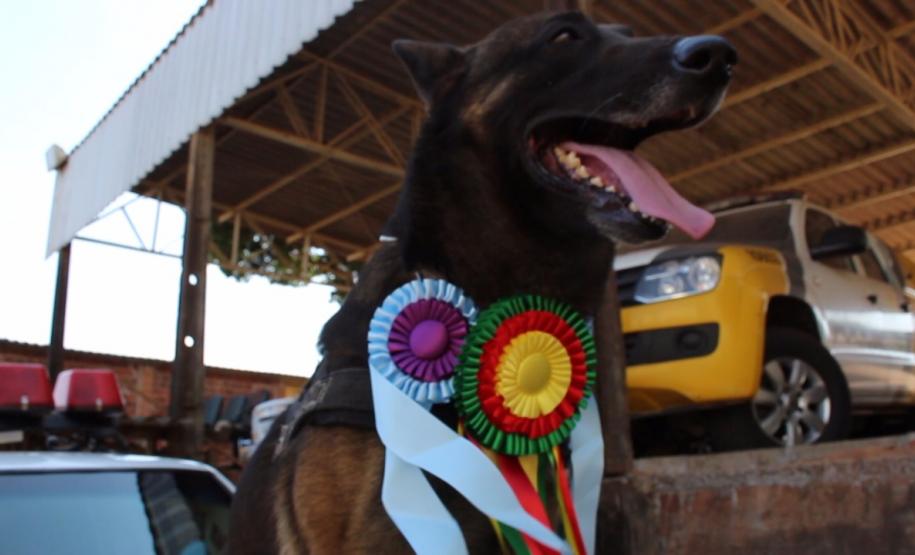 CANIL DE UNIDADE DA PM SE DESTACA EM APREENSÕES DE ARMA DE FOGO NO NOROESTE DO ESTADO PMPR