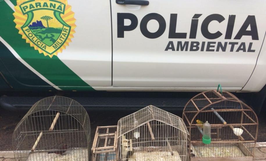 ATRAVÉS DE UMA DENÚNCIA ANÔNIMA POLICIA AMBIENTAL RESGATA AVES SILVESTRES NO NOROESTE DO PARANÁ Divulgação BPAmb-FV