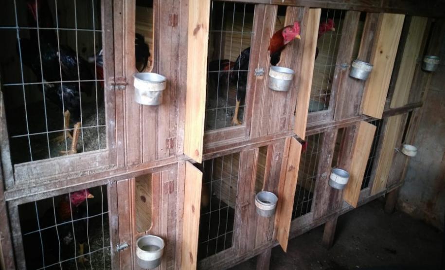 BATALHÃO AMBIENTAL FECHA RINHA DE GALO NO NOROESTE DO ESTADO Divulgação PMPR